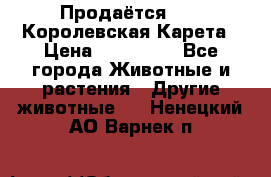 Продаётся!     Королевская Карета › Цена ­ 300 000 - Все города Животные и растения » Другие животные   . Ненецкий АО,Варнек п.